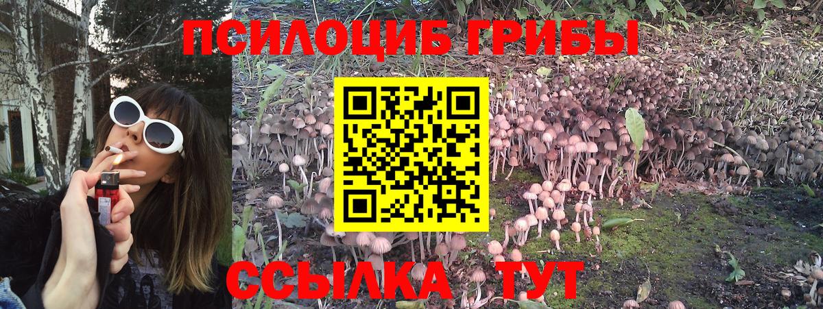 Галлюциногенные грибы мицелий  Псилоцибиновые грибы ЛСД  Нововоронеж  купить наркотики цена  Вход с VPN 